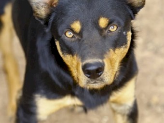 Kelpie Working Dogs x 1