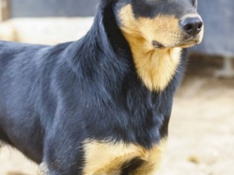 Kelpie Working Dogs x 1
