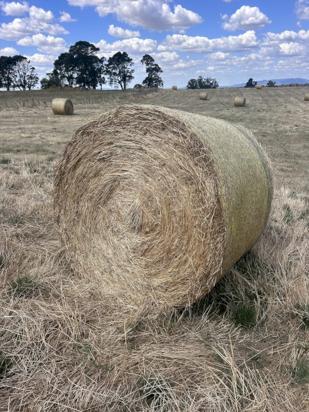 200 x Pasture Hay Round Bales