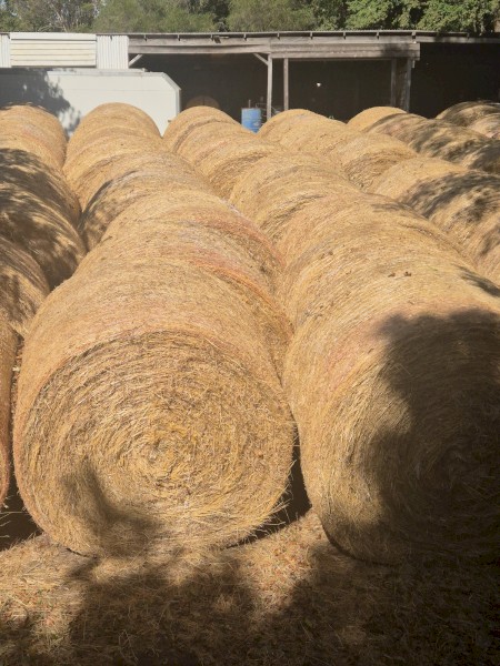 105 x Pasture Hay 5x4 Round Bales