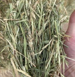 550mt Barley Hay 8x3x4 Bales