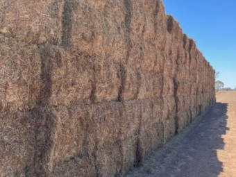 Vetch Hay 25/26