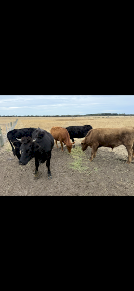 Dexter Cattle X 