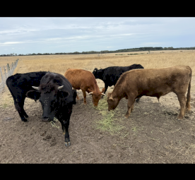 Dexter Cattle X 