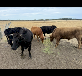 Dexter Cattle X 