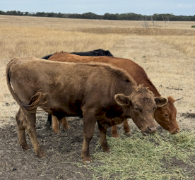 Dexter Cattle X 