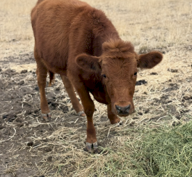 Dexter Cattle X 