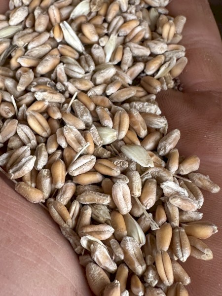 30mt Feed Wheat