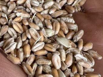 30mt Feed Wheat