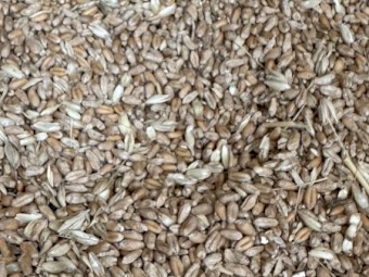 30mt Feed Wheat
