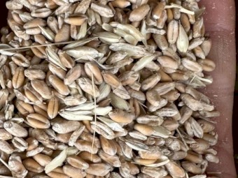30mt Feed Wheat