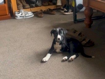 Purebred Border Collie Pups