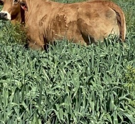 Sorghum Silage 