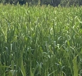 Sorghum Silage 
