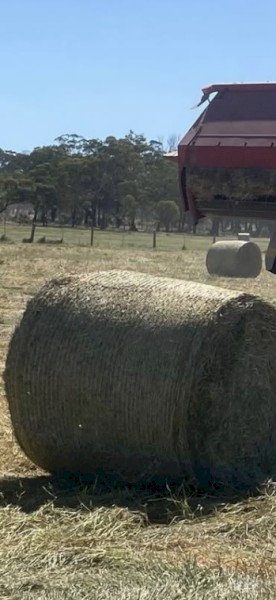 Sorgum Silage