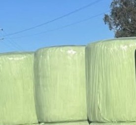 Sorgum Silage