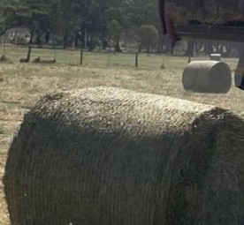Sorgum Silage