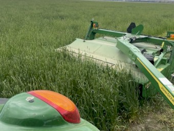 400 x Annual Rye and Clover Hay 5x4 Round Bales