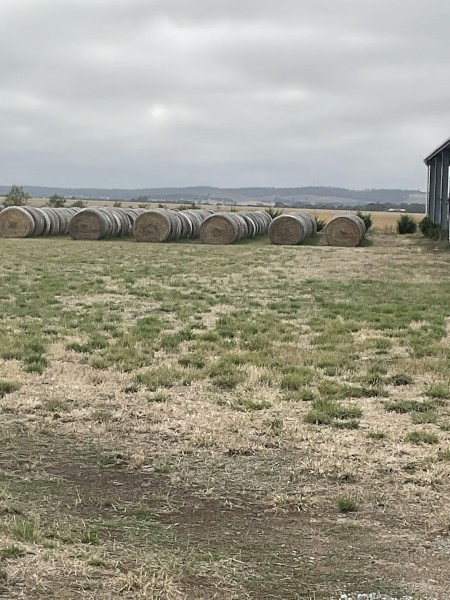 170 x Phalaris, cocksfoot and Clover Hay 5x4 Round Bales