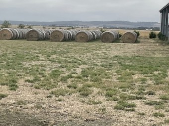 170 x Phalaris, cocksfoot and Clover Hay 5x4 Round Bales