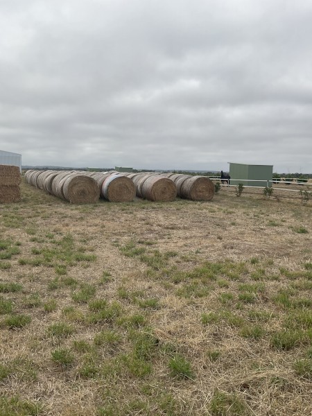 350 x Annual Rye and Clover Hay 5x4 Round Bales