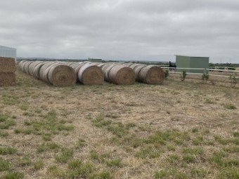 350 x Annual Rye and Clover Hay 5x4 Round Bales