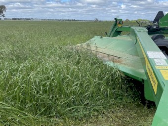 350 x Annual Rye and Clover Hay 5x4 Round Bales