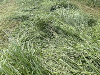 350 x Annual Rye and Clover Hay 5x4 Round Bales