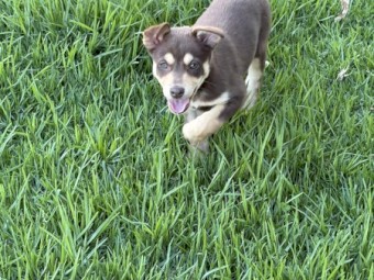 3 x Kelpie Pups