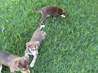 3 x Kelpie Pups