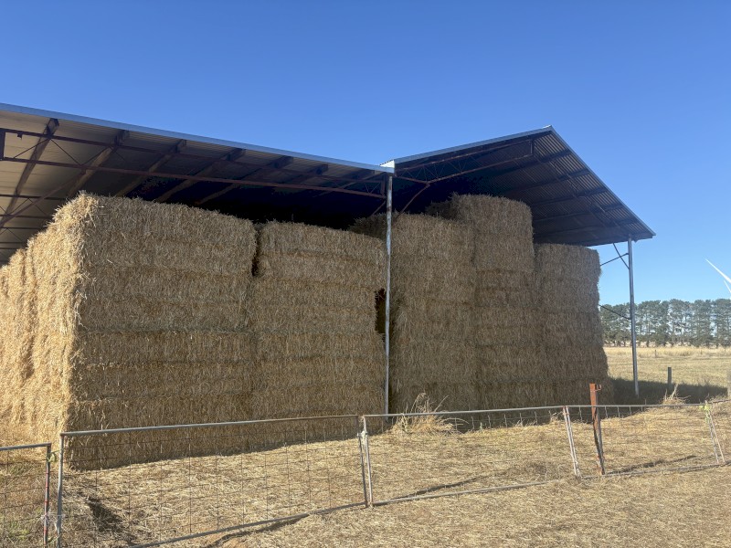 Barley Hay 8x4x3 Bales