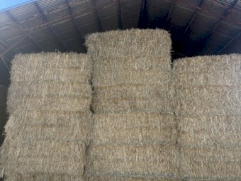 Barley Hay 8x4x3 Bales