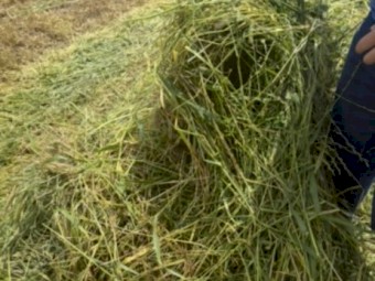 Barley Hay 8x4x3 Bales
