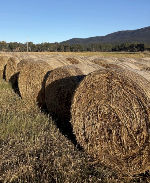Oaten Hay Round Bales
