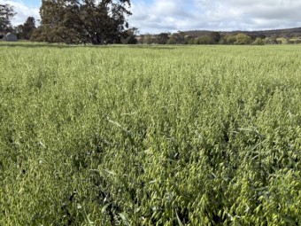 Oaten Hay Round Bales