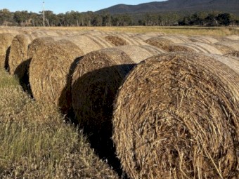 Oaten Hay Round Bales