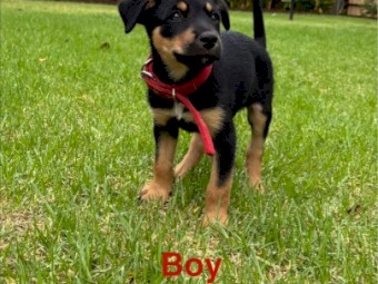 3x Kelpie Pups