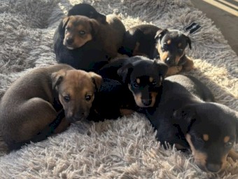3x Kelpie Pups
