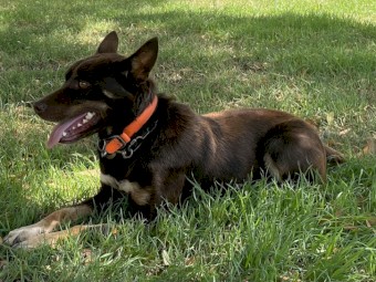 Well Started Red and Tan Kelpie Working Dog