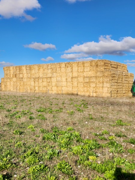 250mt Barley Straw 8x4x3 Bales