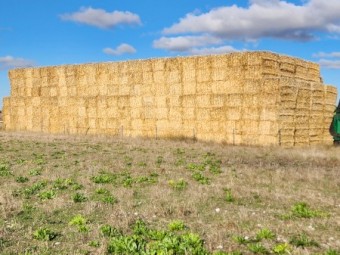 250mt Barley Straw 8x4x3 Bales