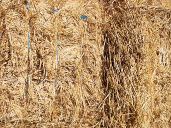 250mt Barley Straw 8x4x3 Bales