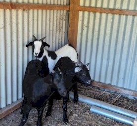Female Boer Goat kids x 3