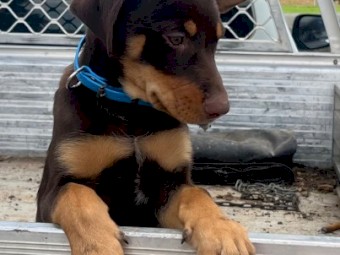 Kelpie Working pups