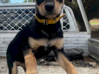 Kelpie Working pups