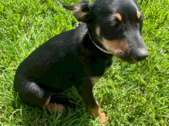 Kelpie Working pups