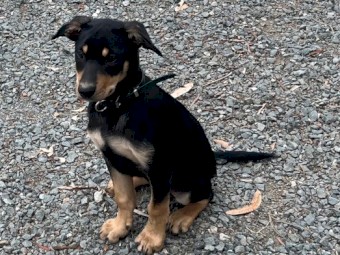 Kelpie Working pups