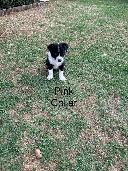 Border Collie Pups x 3