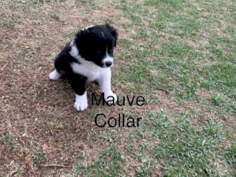 Border Collie Pups x 3