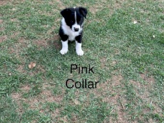 Border Collie Pups x 3